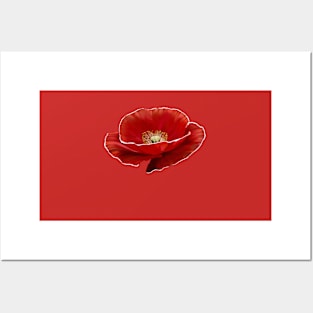 Mohn Posters and Art